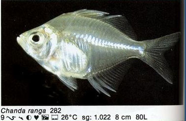 Chanda ranga